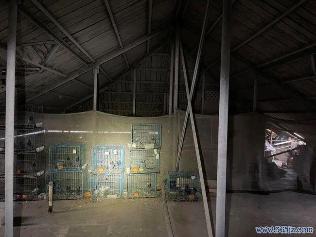 上海住户饱受“鸽患之痛” 邻里苦弗成言